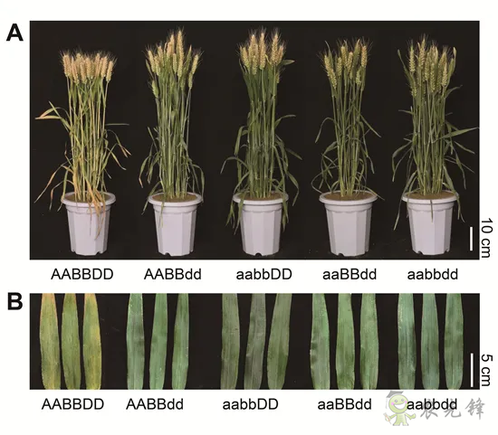 科研进展丨具有高产和氮高效利用潜力的小麦新种质诞生