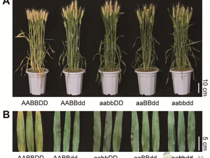 科研进展丨具有高产和氮高效利用潜力的小麦新种质诞生