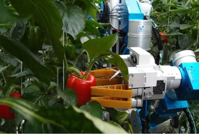 机器人成为采摘小助手，智慧农业迎来新升级