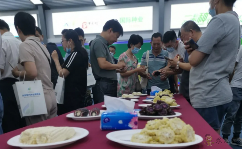 北京:发挥种业创新优势做强鲜食玉米产业