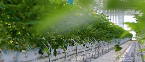亚洲最大单体棚:如何收益翻了几十倍