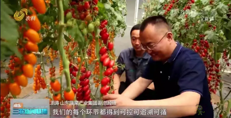 “寿光标准”向全国输出 推动蔬菜产业提档升级