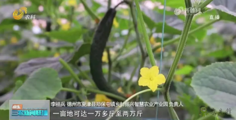 “寿光标准”向全国输出 推动蔬菜产业提档升级