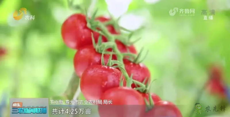“寿光标准”向全国输出 推动蔬菜产业提档升级