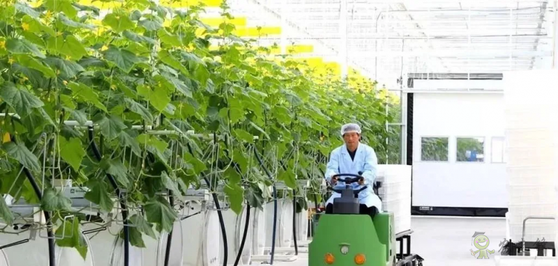 成串小番茄你见过吗?“现代农业”让崇明农户“靠数据吃饭”