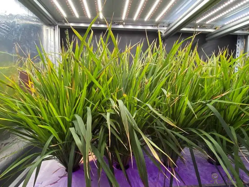植物工厂60天收获:我国实现水稻生育周期减半重要突破