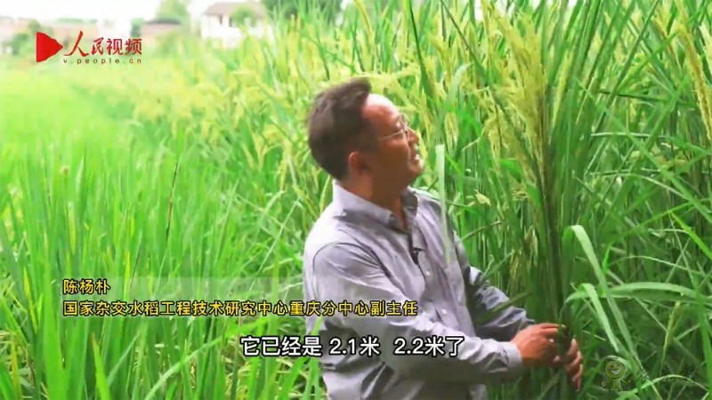 袁隆平的禾下乘凉梦,是这样一个梦