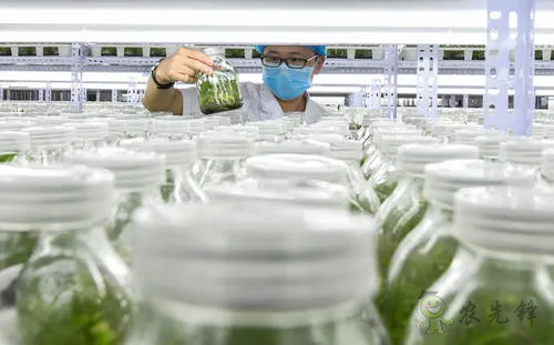 中外生物育种存在三大差距,专家建议打造“种业航母”