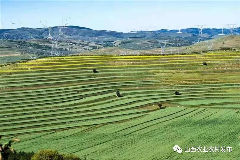 山西:“五好”畜牧领跑农业高质量发展