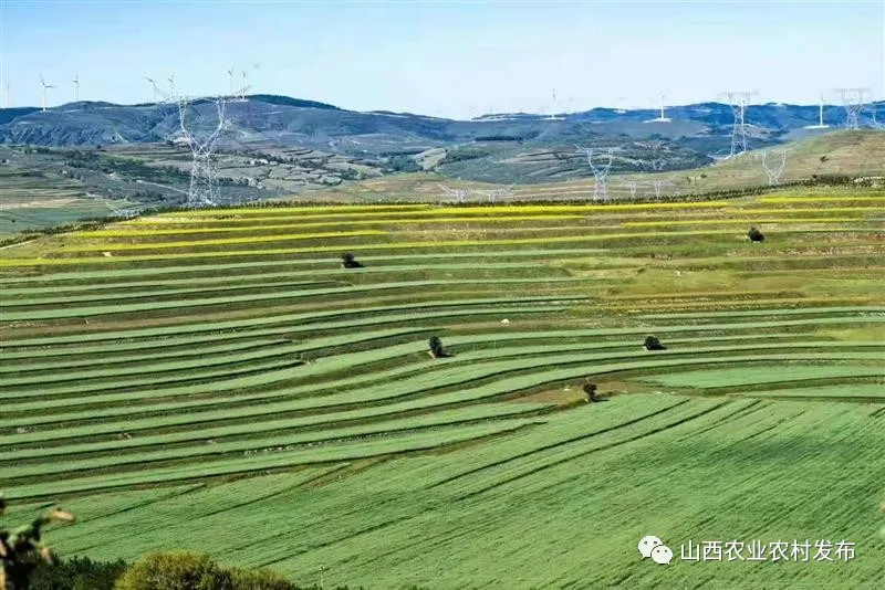 山西：“五好”畜牧领跑农业高质量发展