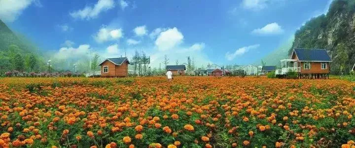 当代中国农业转型技术选择之争:化学化?转基因?