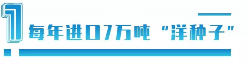 中国每年进口7万吨“洋种子”:14亿人的饭碗,能端稳吗?
