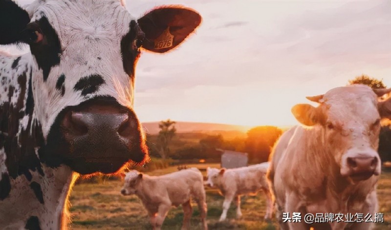 数智农业:中国农业未来十年的归宿