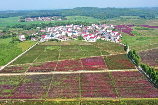 中国未来农业发展前景分析:五大趋势蕴含无限潜力