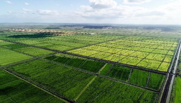 “中国农技”“中国农机”“中国农场”助力非洲农业发展