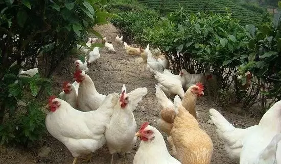 做农业,这几种高效生态农业模式你必须知道