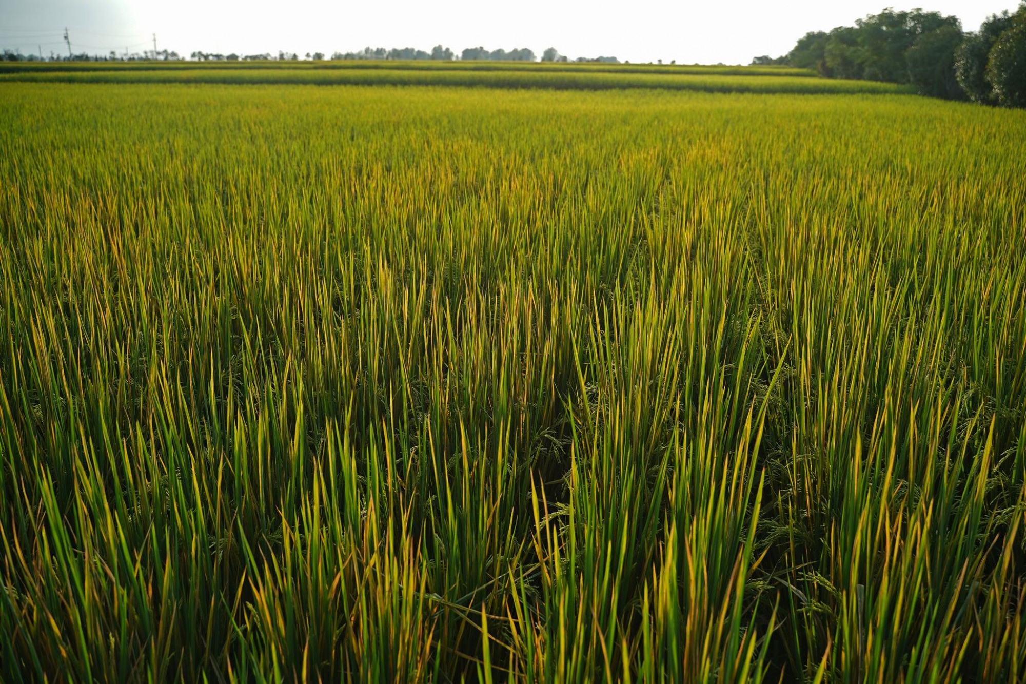 水稻生产基地