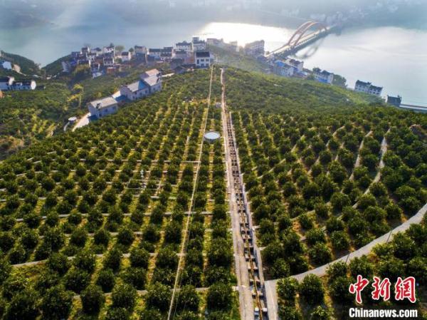 三峡库区湖北秭归:智慧农业释放“红利”