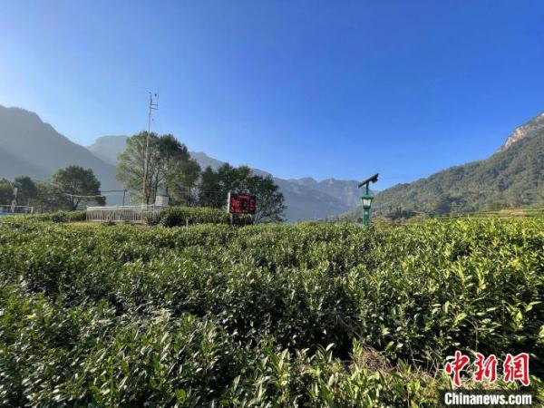 三峡库区湖北秭归:智慧农业释放“红利”
