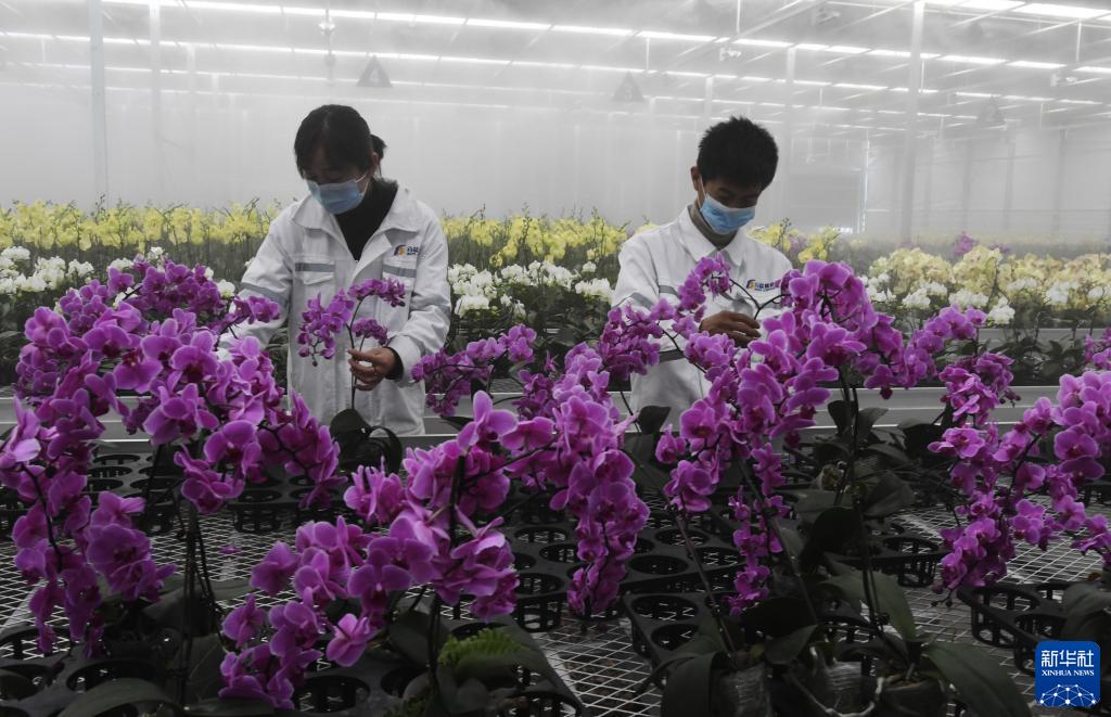 新华社发(史有东 摄)