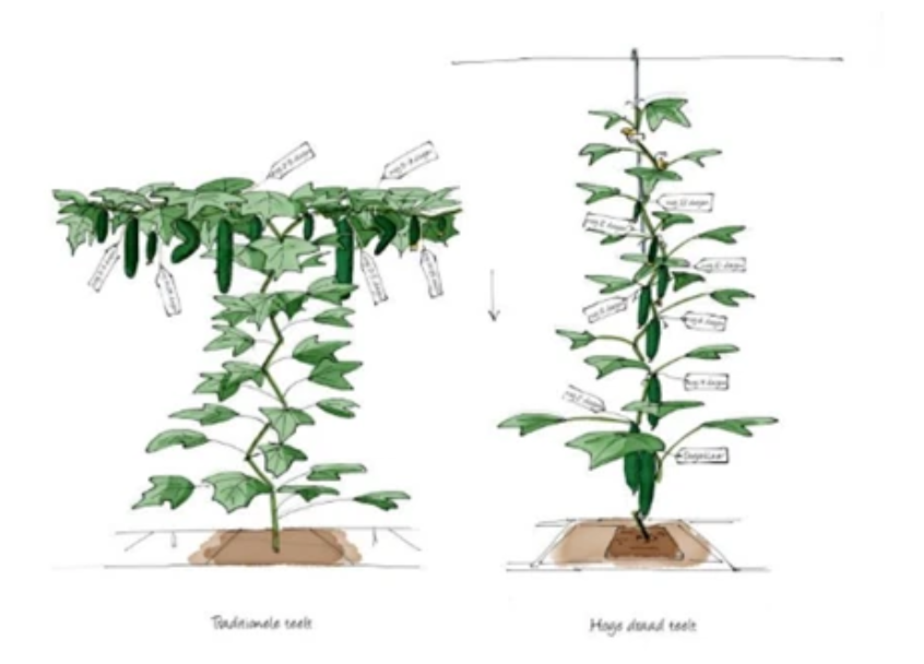 荷兰黄瓜的两种常见种植方式以及摘叶区域