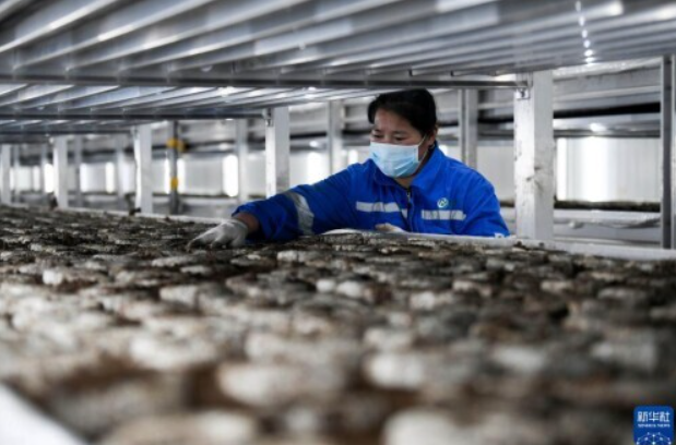 河北滦平:打造智慧农业园区 促进食用菌产业快速发展