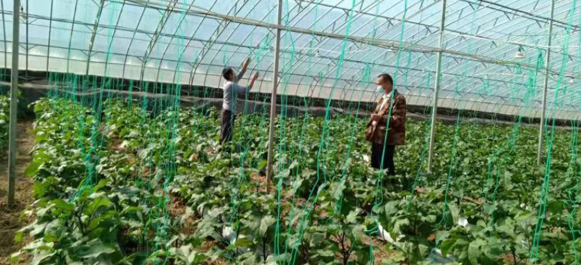 潍坊青州：智慧农业为乡村振兴注入新活力