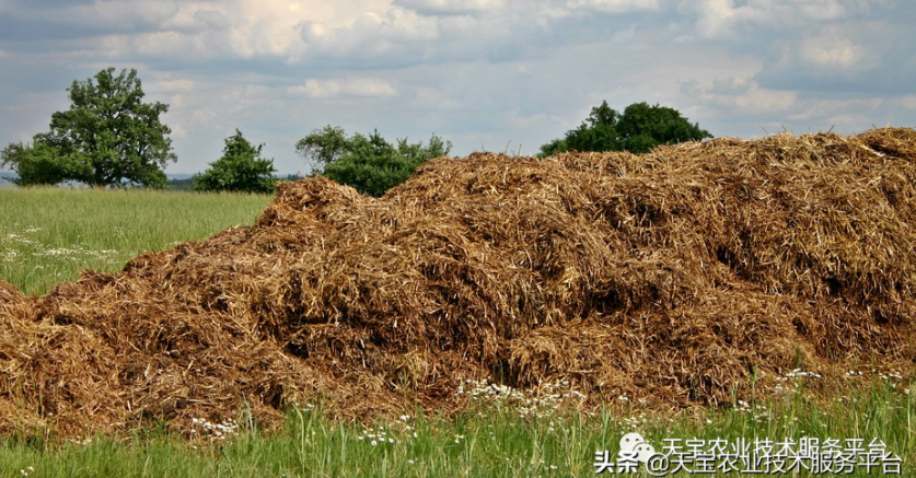 羊粪、猪粪、鸡粪养分高如何用?国家发布十大关键技术