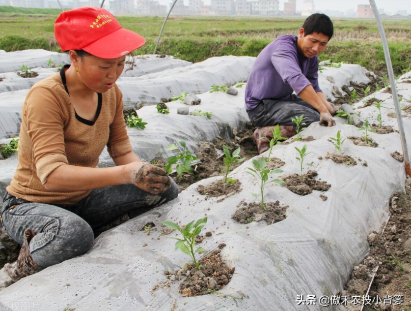 农作物起垄种植有哪些好处？起垄时如何确定最佳垄高？