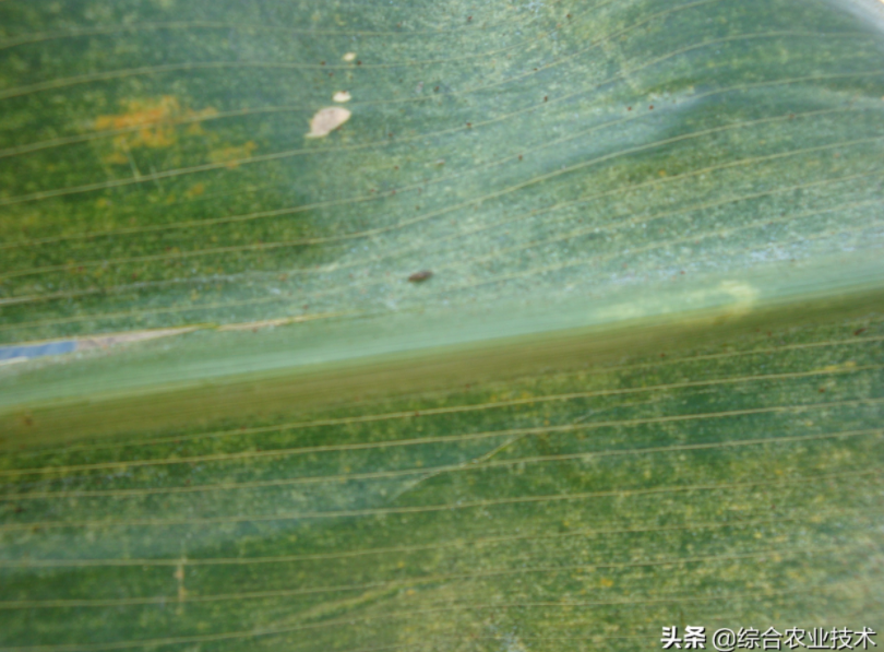  玉米地病虫害越来越重，冬季闲了有办法预防病虫害吗？
