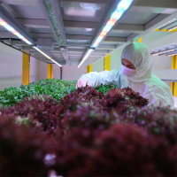 智能植物工厂：蔬果室内种植