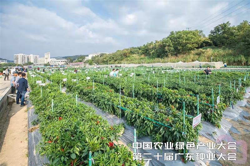 20年创新发展成就广东种业名片和品牌