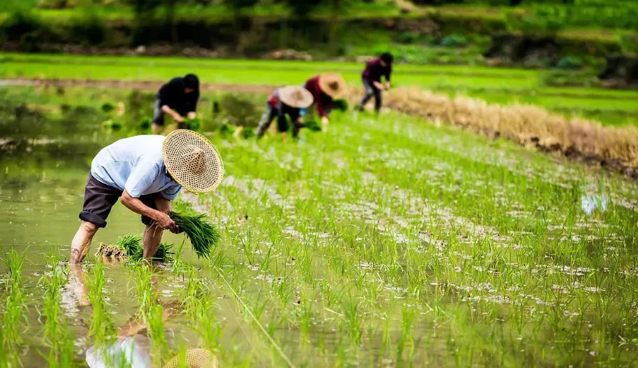 白描 苑鹏：现代化进程中我国农民全面发展的痛点