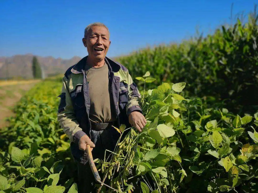 唐仁健部长多次提到的“玉米大豆带状复合种植技术”是什么？