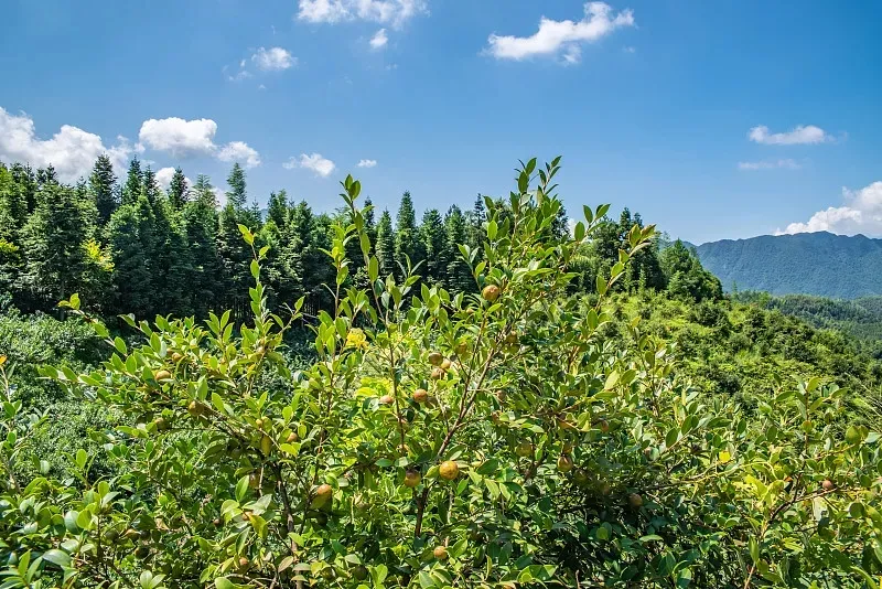 揭开“身世”之谜！我国科学家成功破译油茶遗传密码