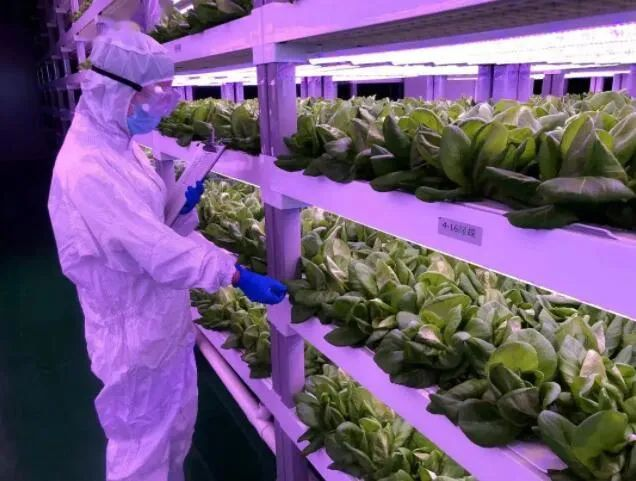 透视中日荷三国“植物工厂”案例，植物工厂的下一站又是什么