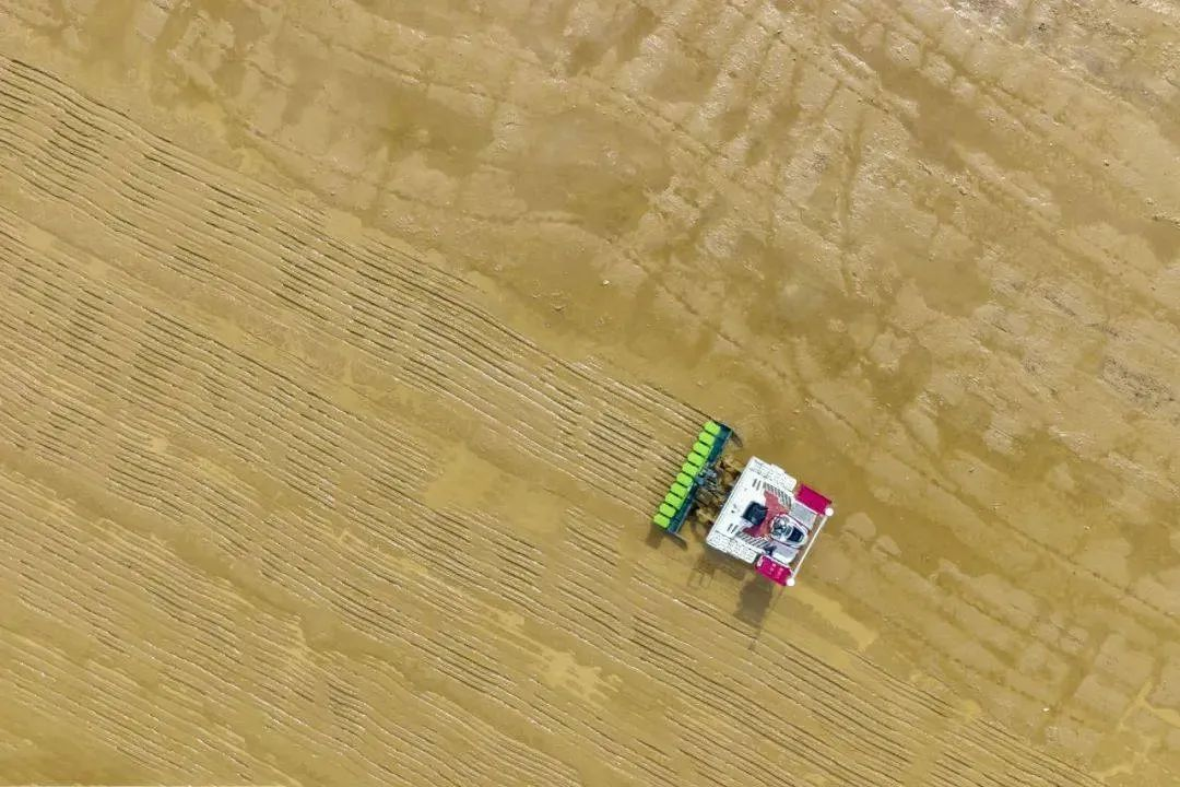 首次无人驾驶水直播机播种“太空稻”！罗锡文院士：属全国首次！