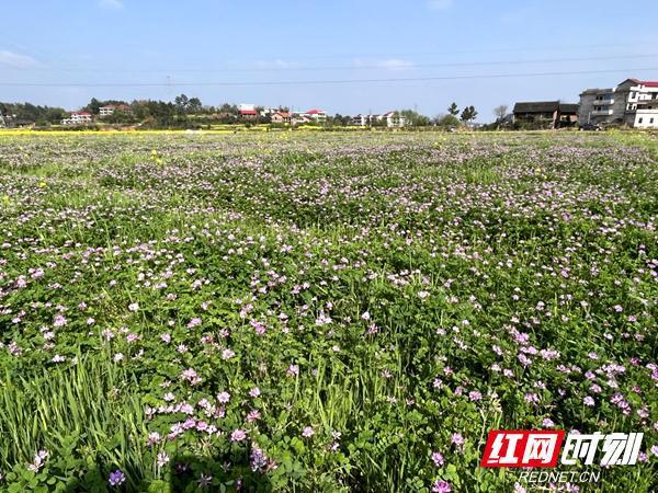 湖南邵东：集中连片规模开发整体推进高标准农田建设