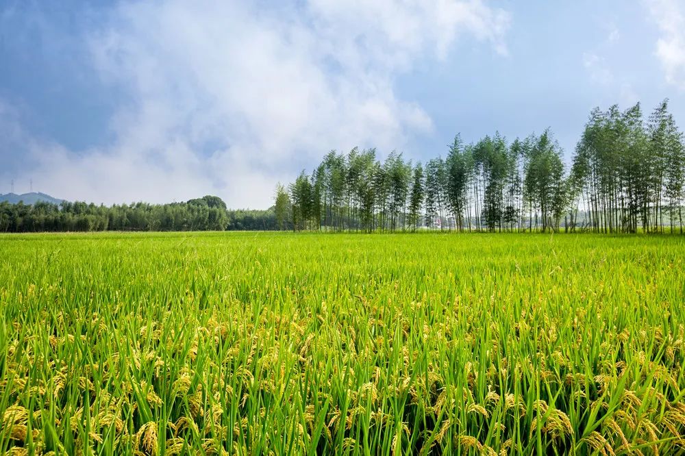 陈锡文：粮食安全的概念要延伸