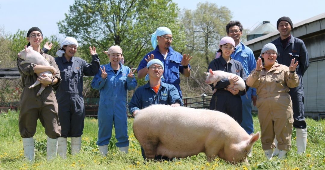 年营业额高达70亿日元！看埼玉养猪场的华丽转变