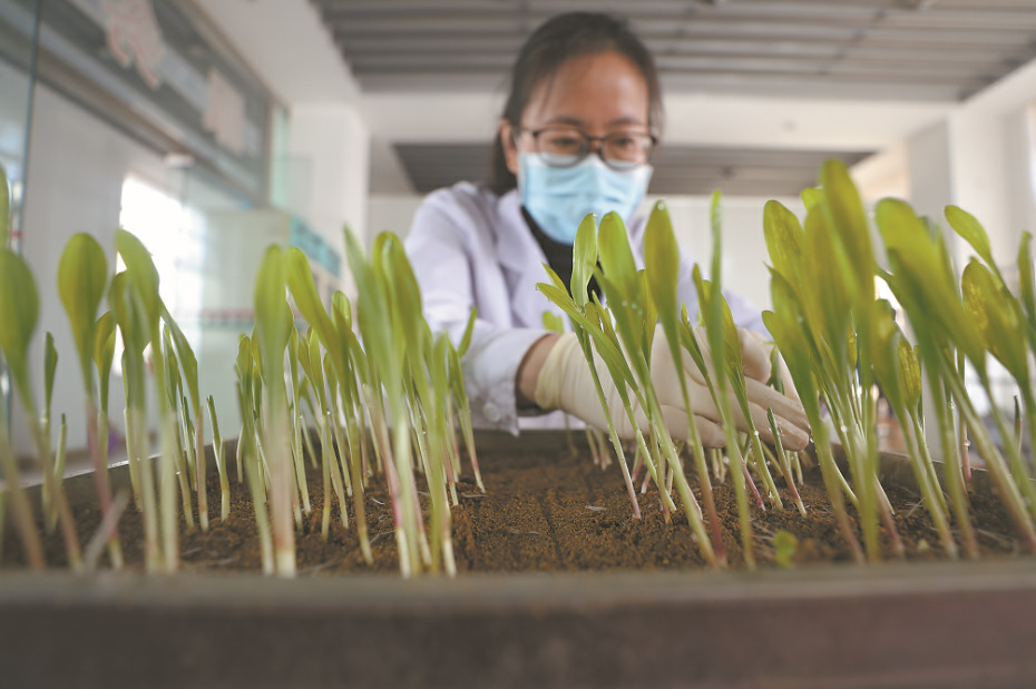 深度透视！农业“芯片”：中国种子战略
