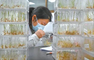 深度透视！农业“芯片”：中国种子战略