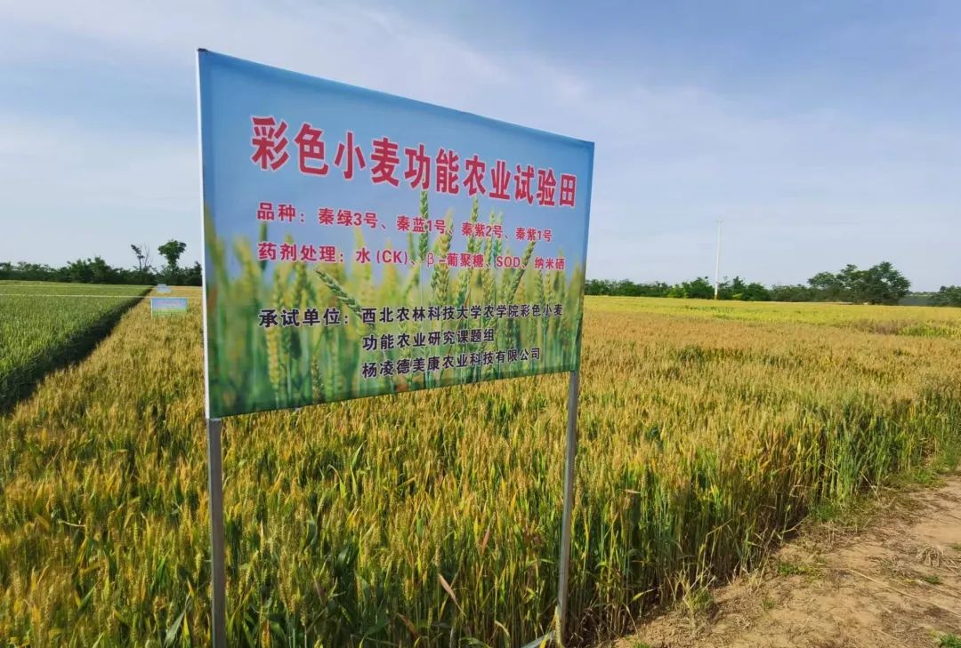 彩色小麦或是发展功能农业的好项目