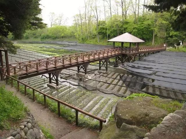 日本百年芥末农场：精耕单品，专注美食，以静制动