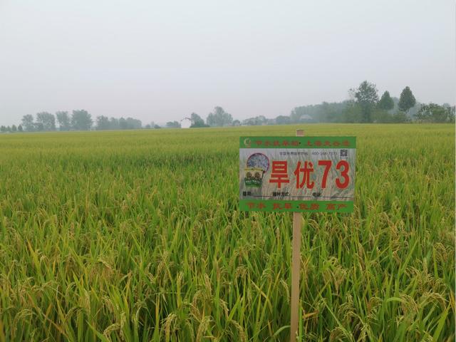 让中国的水养得起中国的稻 世界首创的上海稻种可减排90%，掀起水稻“蓝色革命”