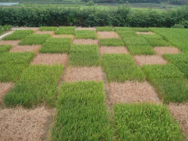 让中国的水养得起中国的稻 世界首创的上海稻种可减排90%，掀起水稻“蓝色革命”