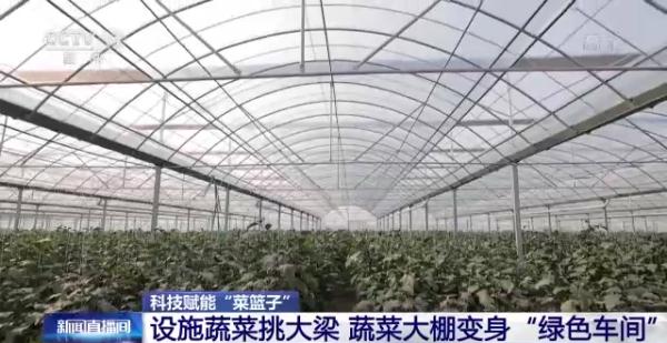科技赋能“菜篮子”!看蔬菜大棚如何变身“绿色车间” 科技赋能“菜篮子”!看蔬菜大棚如何变身“绿色车间”