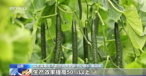 科技赋能“菜篮子”！看蔬菜大棚如何变身“绿色车间”