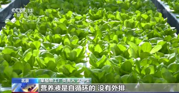 科技赋能“菜篮子”！看蔬菜大棚如何变身“绿色车间”