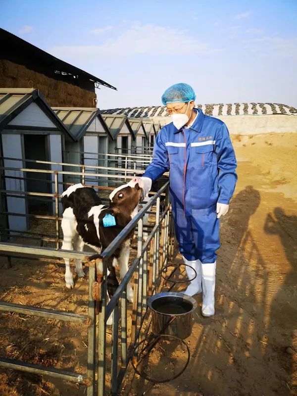 国内首次！杨凌农科专家团队给良种奶牛装上“中国芯”